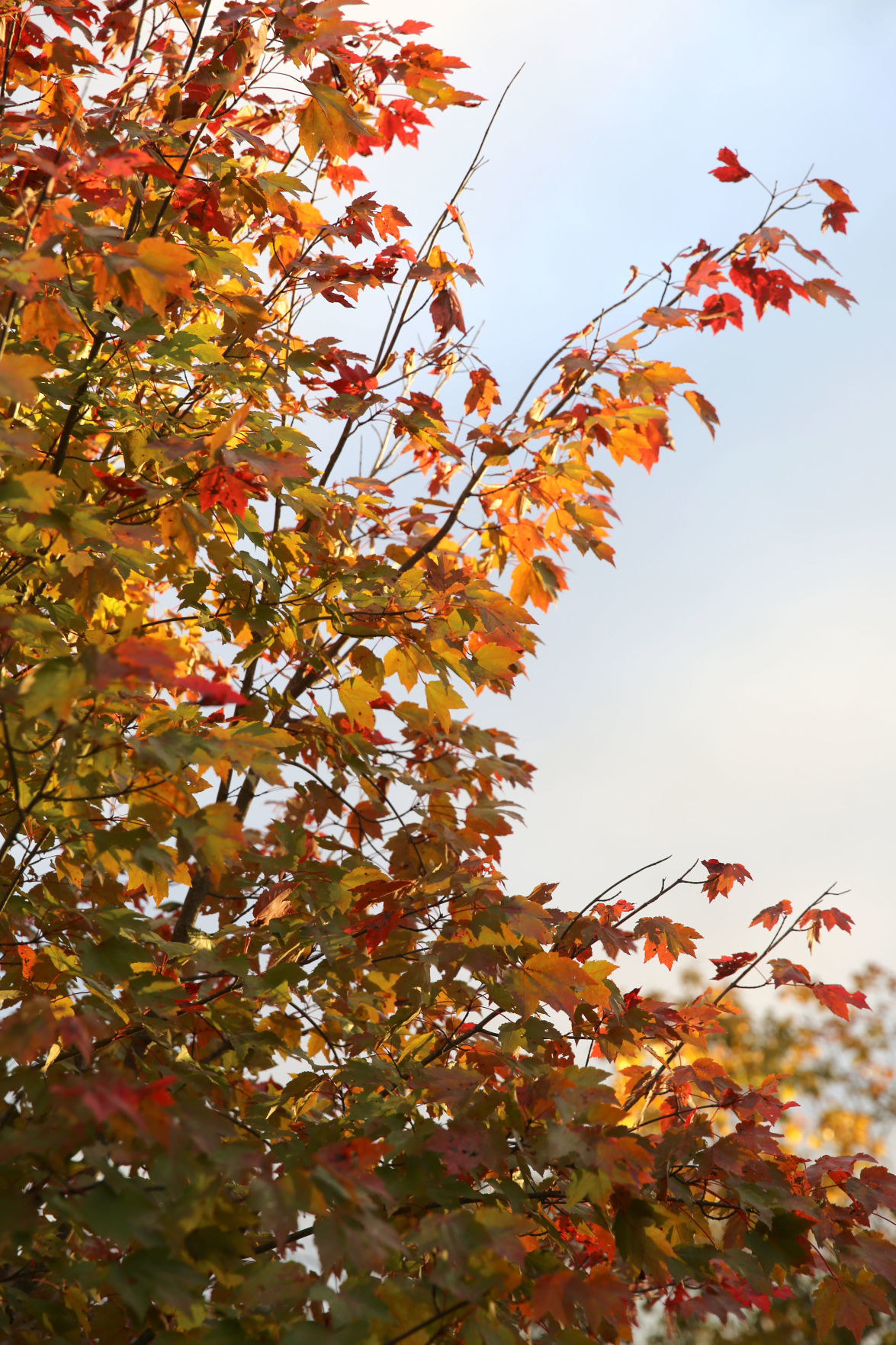 102519_nws_fallfoliage